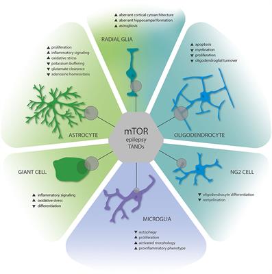 Tuberous Sclerosis Complex as Disease Model for Investigating mTOR-Related Gliopathy During Epileptogenesis